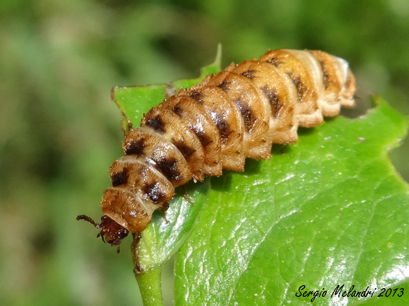 Drilus flavescens femmina